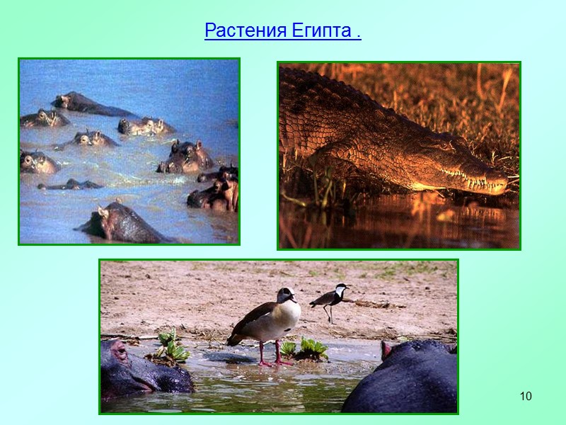 10 Растения Египта .